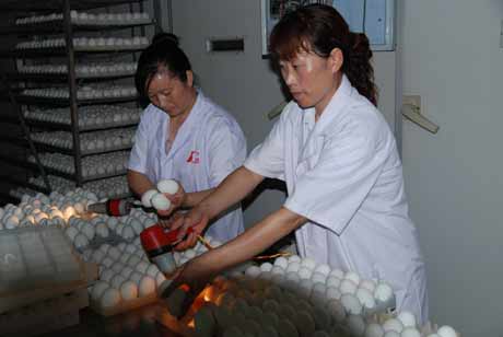 河南潢川：“华英农业”富民计划在行动