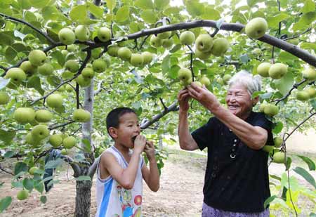 河南省宁陵县：日本杏水梨喜获丰收