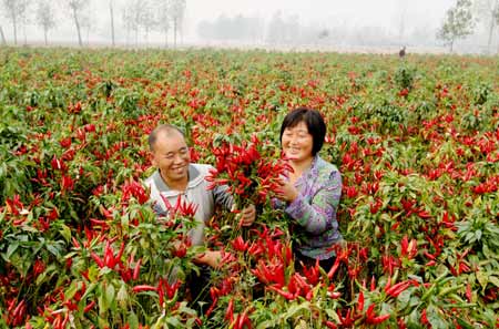 朝天椒咉红了农民的笑脸