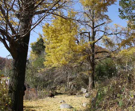 河南西峡赏银杏：火树银花的金色童话