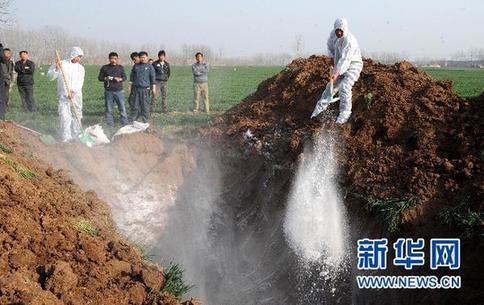 暴利惊人:揭秘“瘦肉精”地下产业链