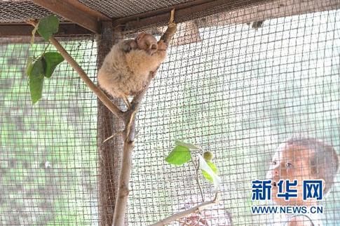 四不像“怪物”现身村庄 偷吃黄瓜时被捉住