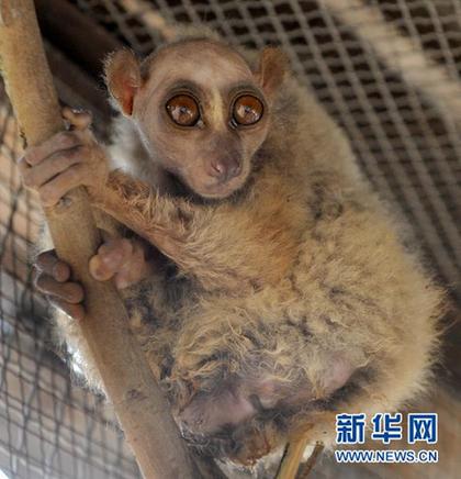 四不像“怪物”现身村庄 偷吃黄瓜时被捉住