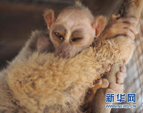 四不像“怪物”现身村庄 偷吃黄瓜时被捉住