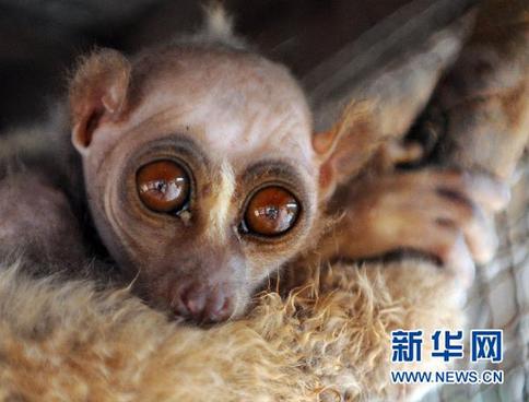 四不像“怪物”现身村庄 偷吃黄瓜时被捉住