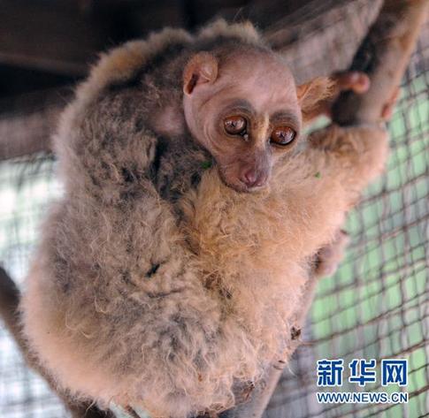 四不像“怪物”现身村庄 偷吃黄瓜时被捉住