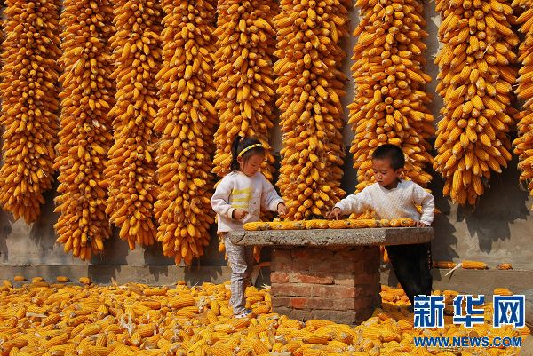 金秋丰收图