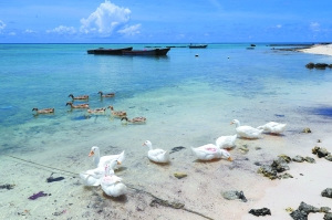探秘西沙群岛:旅游开发以邮轮为主、空中为辅