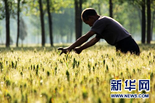 河南多重利好　夏粮有望再获丰收