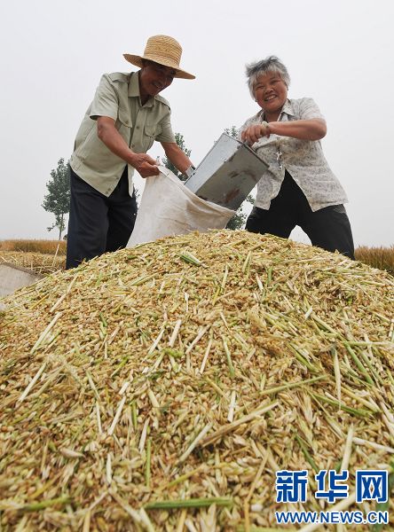 河南小麦开镰收割