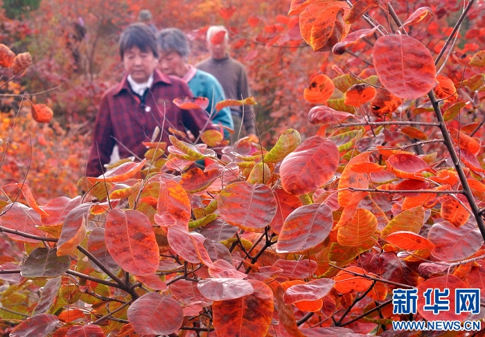 秋叶胜花人陶醉