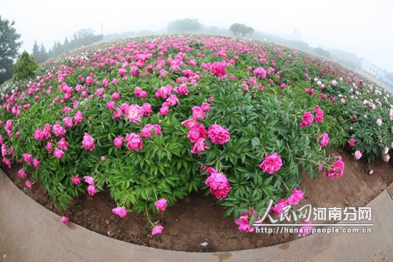 洛阳国际牡丹园进入妁药盛花期