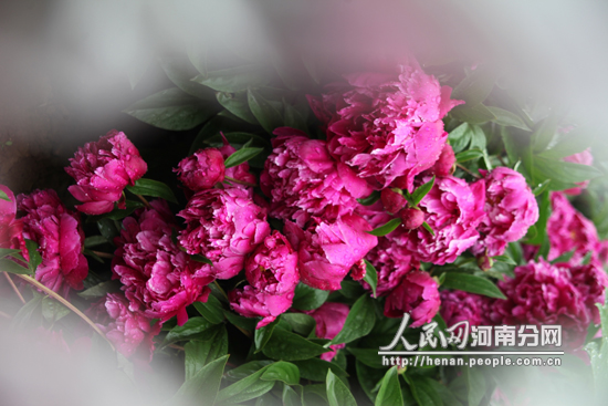 洛阳国际牡丹园进入妁药盛花期