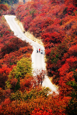 秋赏红叶哪里去 首选河南竹林长寿山