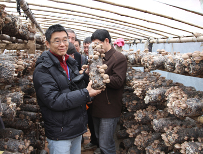 河南西峡香菇畅销海内外