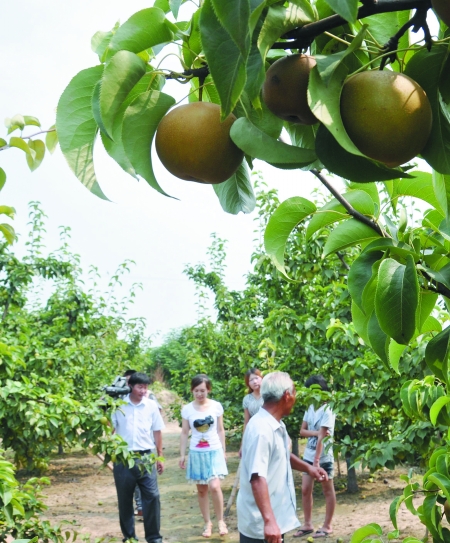 夏邑县太平镇:七旬老人李前杰和他的百果园