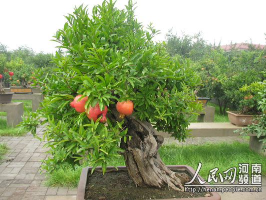 第七届河阴石榴文化节开幕 740克单果被评为石