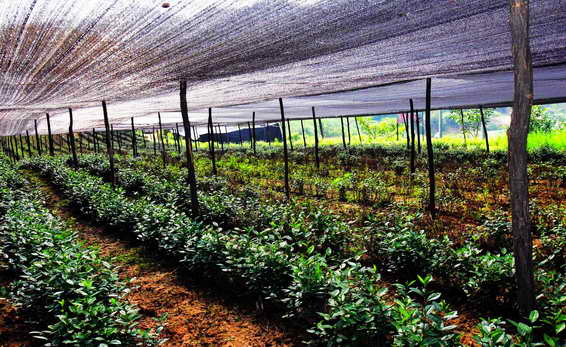 南茶北移添新丁 函谷红茶受热捧