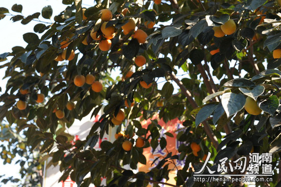 河南郸城农民的幸福由来