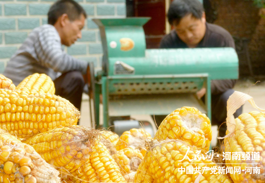 豫东商水县:农家小院金玉满堂