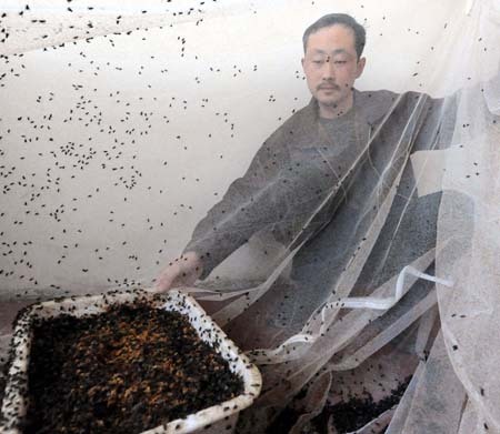 养蝇-喂鸡-销售种蛋 一个农民的养蝇致富经