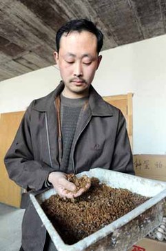 养蝇-喂鸡-销售种蛋 一个农民的养蝇致富经