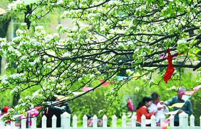 黑龙江省有记载的最大、最古老的野梨树开花
