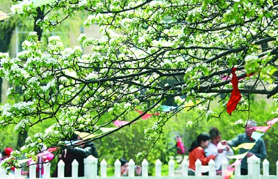 黑龙江省有记载的最大、最古老的野梨树开花