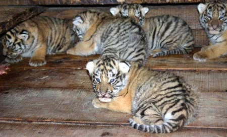 东北虎林园今年将添30余只虎宝宝