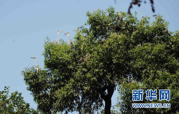 黑瞎子岛八大看点