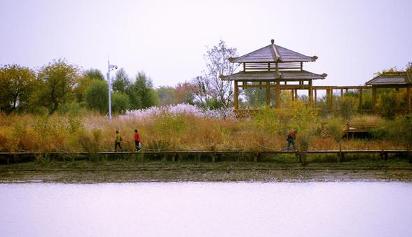 秋日湿地醉美景