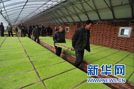 黑龙江林口工厂化育秧促农增收