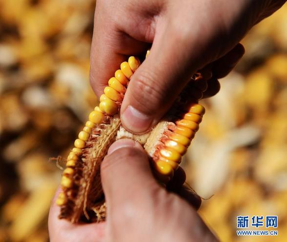 黑龙江：严重春涝催生“霉玉米”