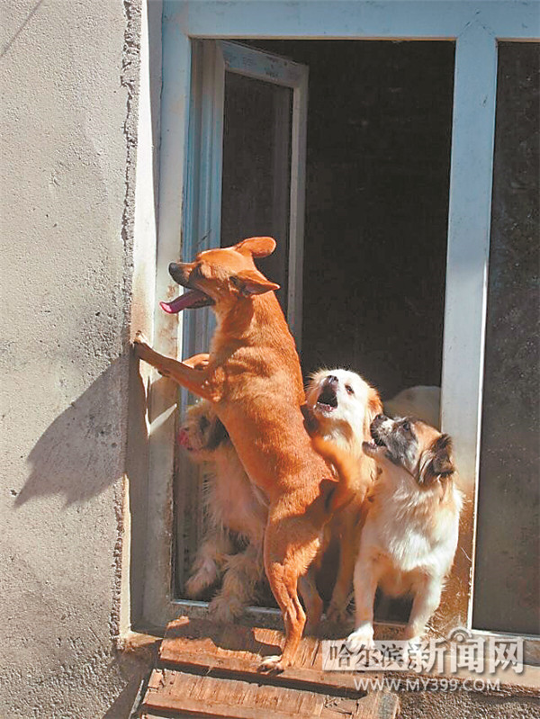哈尔滨70只流浪狗犬只留检所里过暖冬 已有近10只狗被领养
