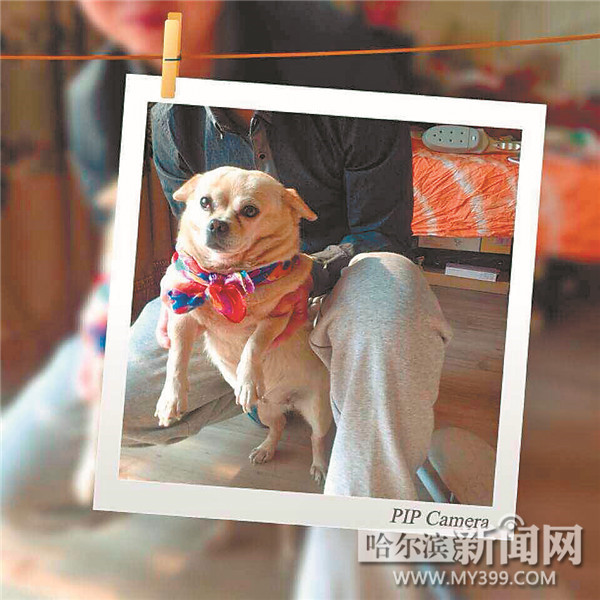 哈尔滨70只流浪狗犬只留检所里过暖冬 已有近10只狗被领养