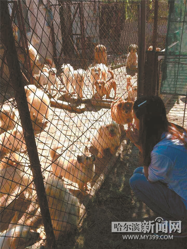 哈尔滨70只流浪狗犬只留检所里过暖冬 已有近10只狗被领养