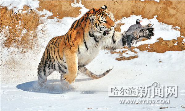 气温直降适合东北虎野外撒欢 大虎捕猎小虎卖萌