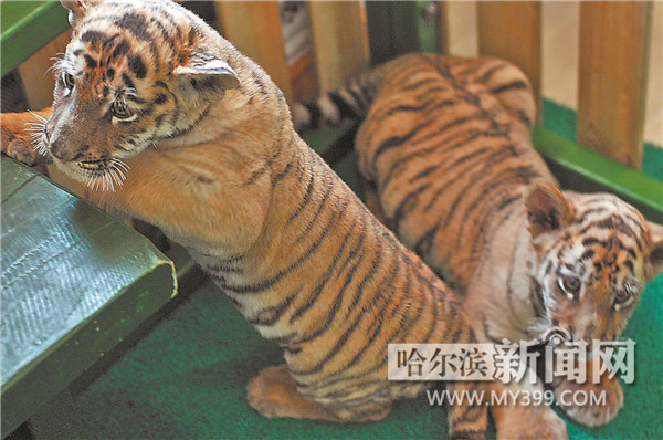 气温直降适合东北虎野外撒欢 大虎捕猎小虎卖萌