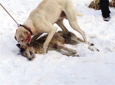 灰狼进村咬死羊续一个攻前一个攻后猎犬夫妻咬死狼