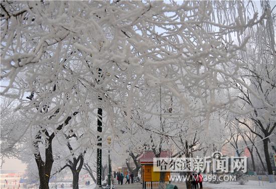 今年最美雾凇光临冰城 “银花”绽放如仙境(图)