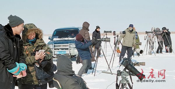 大庆市民发现雪鸮 罕见寒带“北极女王”留守大庆(组图)