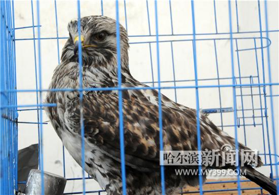 哈尔滨市民捡到威猛大雕呆萌蓝狐 将放归自然(图)