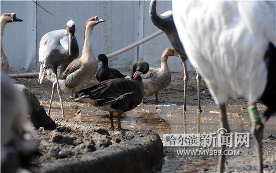哈尔滨市民捡到威猛大雕呆萌蓝狐 将放归自然(图)