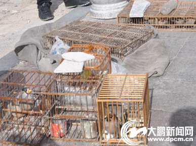 牡丹江市非法捕猎者黑手伸向迁徙候鸟 捕捉后公然售卖(图)