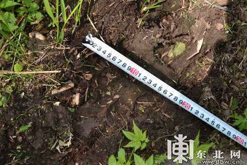 黑龙江大海林林区发现疑似野生东北虎踪迹