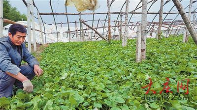 黑龙江肇源遭大风袭击风力超10级 损失超千万元