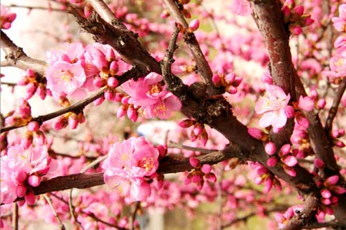 杏花绽放 欢乐满城