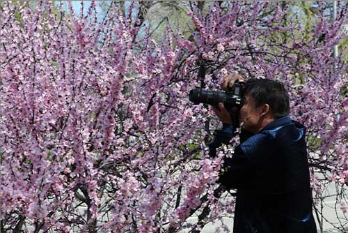 杏花绽放 欢乐满城