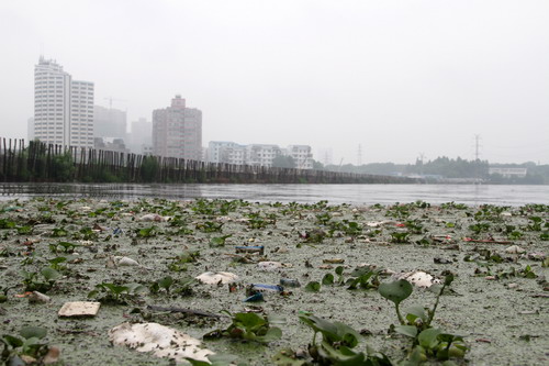 暴雨导致武汉东湖水质急剧下降