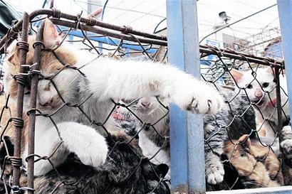 武汉发现偷猫贩猫团伙 数千只猫运往沿海做美食